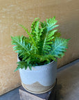 Blechnum gibbum 'Silver lady' ブレクナム シルバーレディ