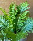 Blechnum gibbum 'Silver lady' ブレクナム シルバーレディ
