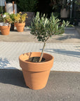 Olive オリーブ