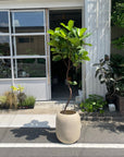 Fiddle Leaf Fig フィドル リーフ フィグ (カシワバゴムノキ)