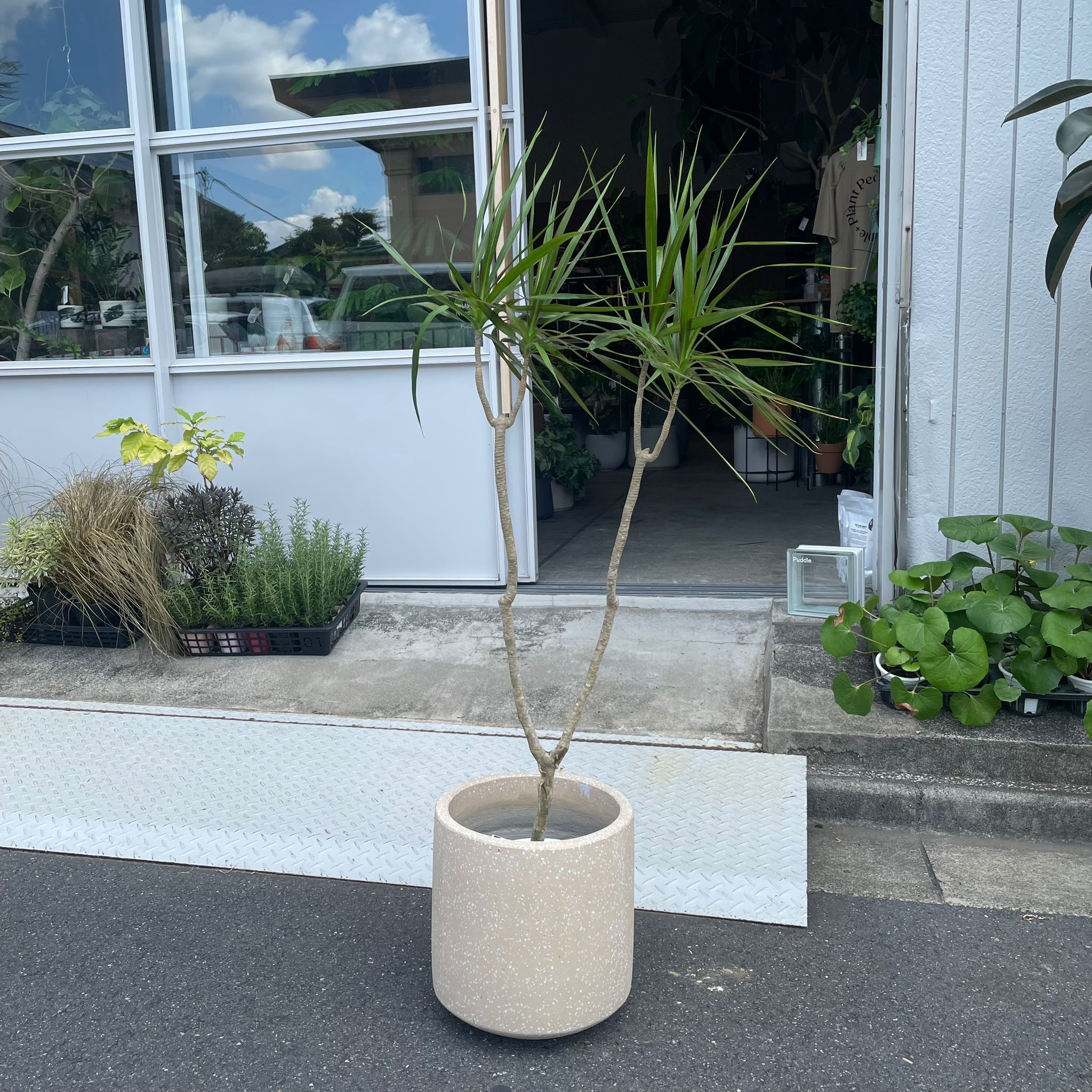 ドラセナ コンシンネ I インドアプランツ I プラントソサエティ