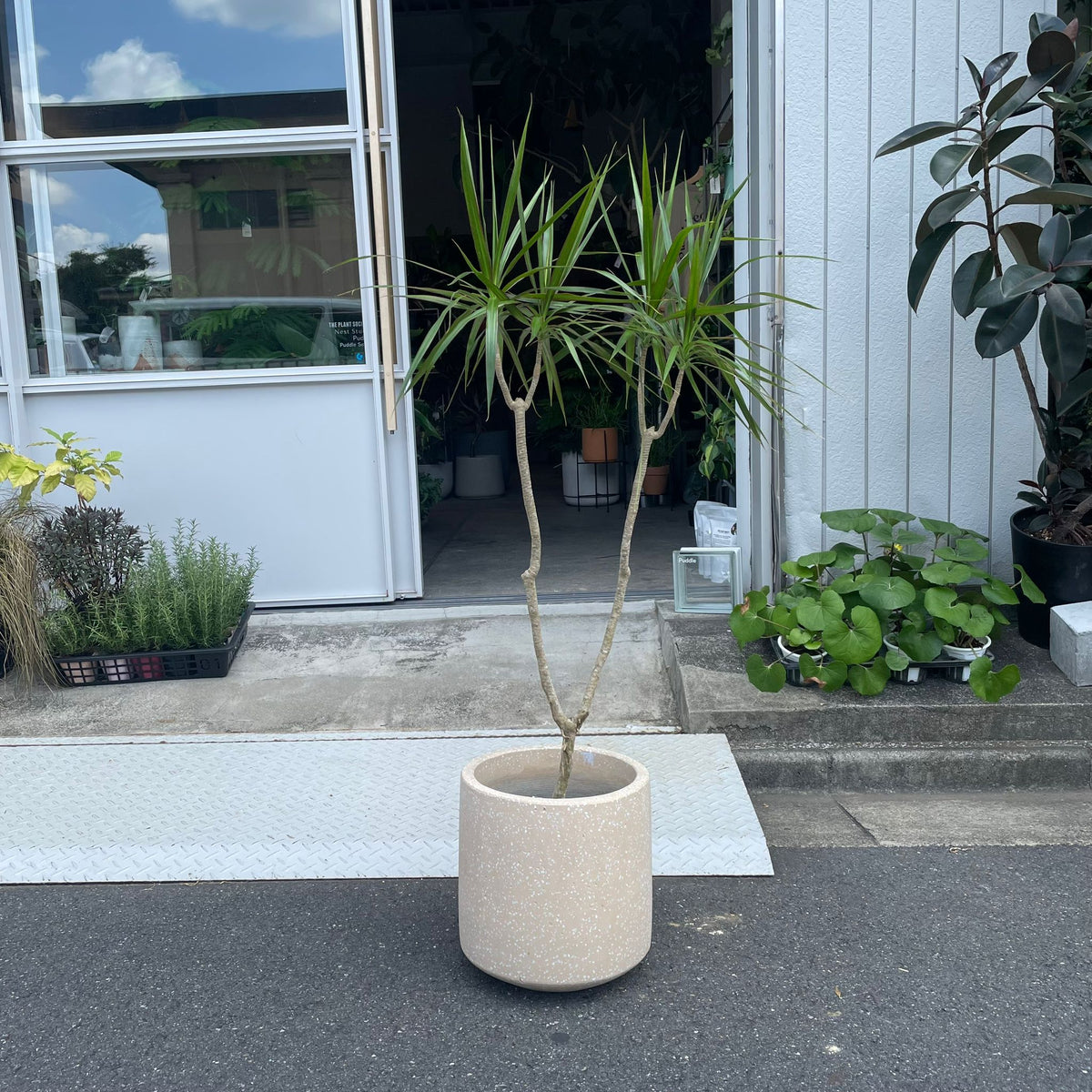 A*9様 ドラセナ　約120cm ソテツの寄せ植え付き A*9様 ドラセナ 約120cm ソテツの寄せ植え付き 1.jpg?1501087074