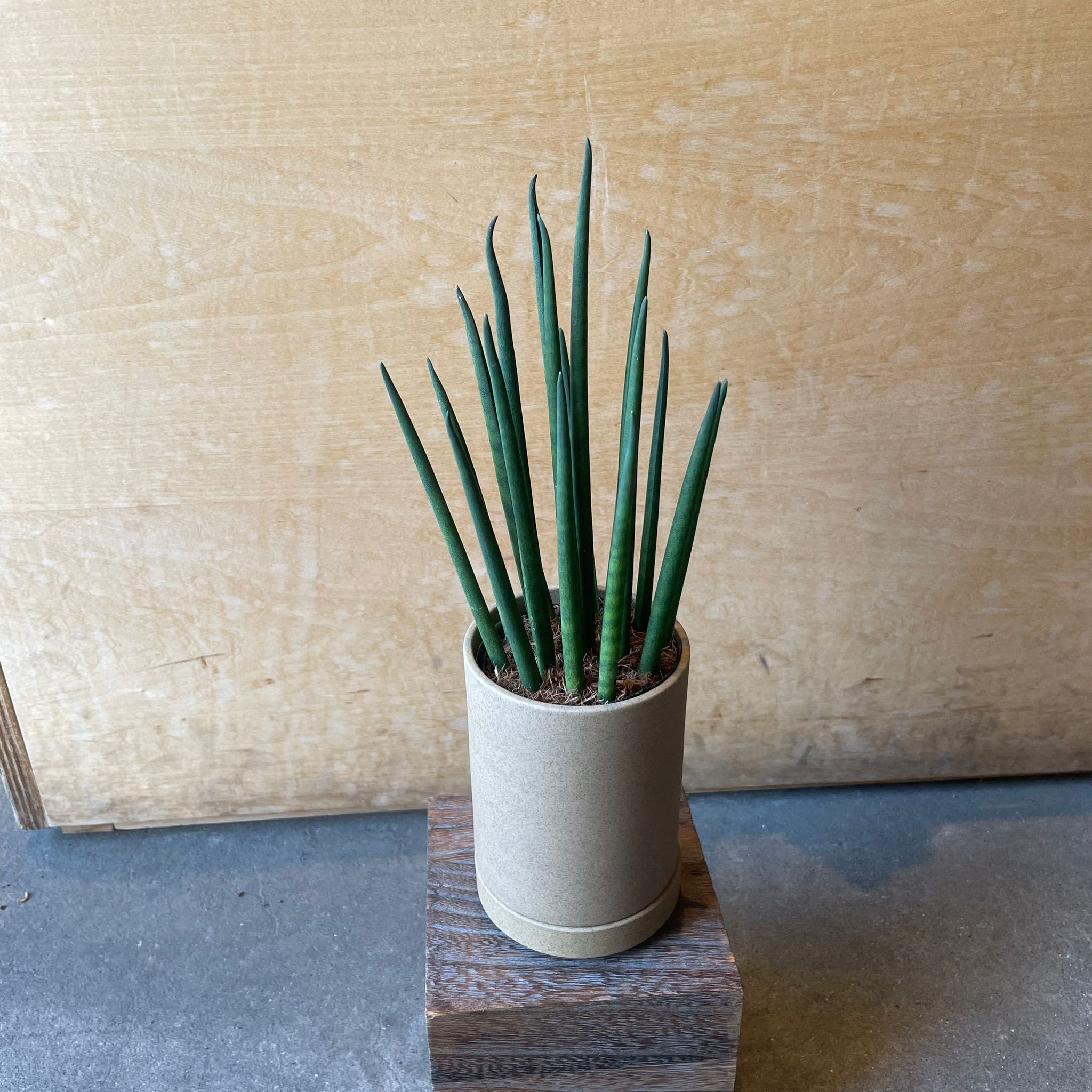 The_Plant_Society_736_e50f2fe1