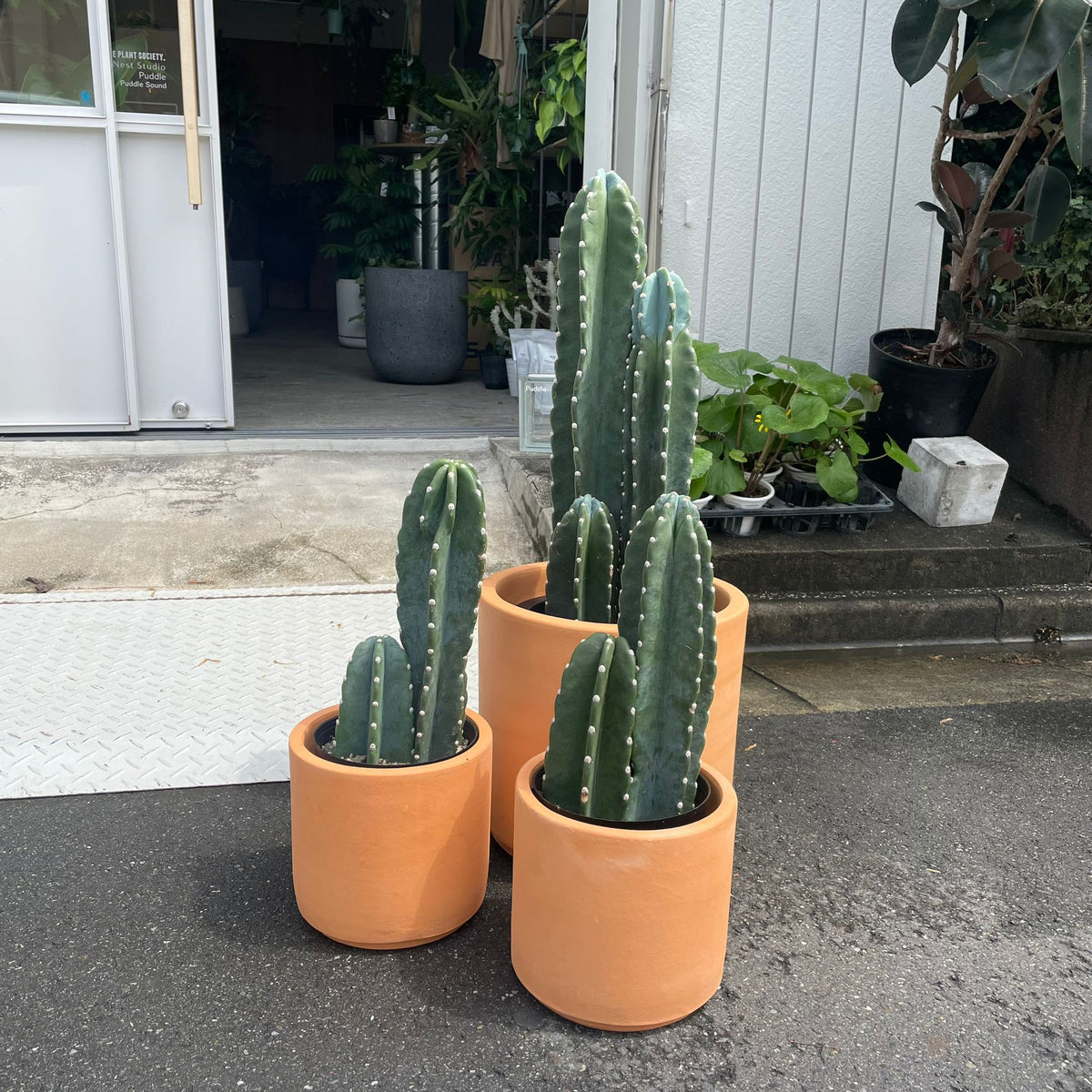 雷神閣 セレウス ブリンチュウ 柱サボテン サボテン