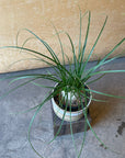 Ponytail Palm ポニーテールパーム トックリラン