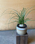 Ponytail Palm ポニーテールパーム トックリラン