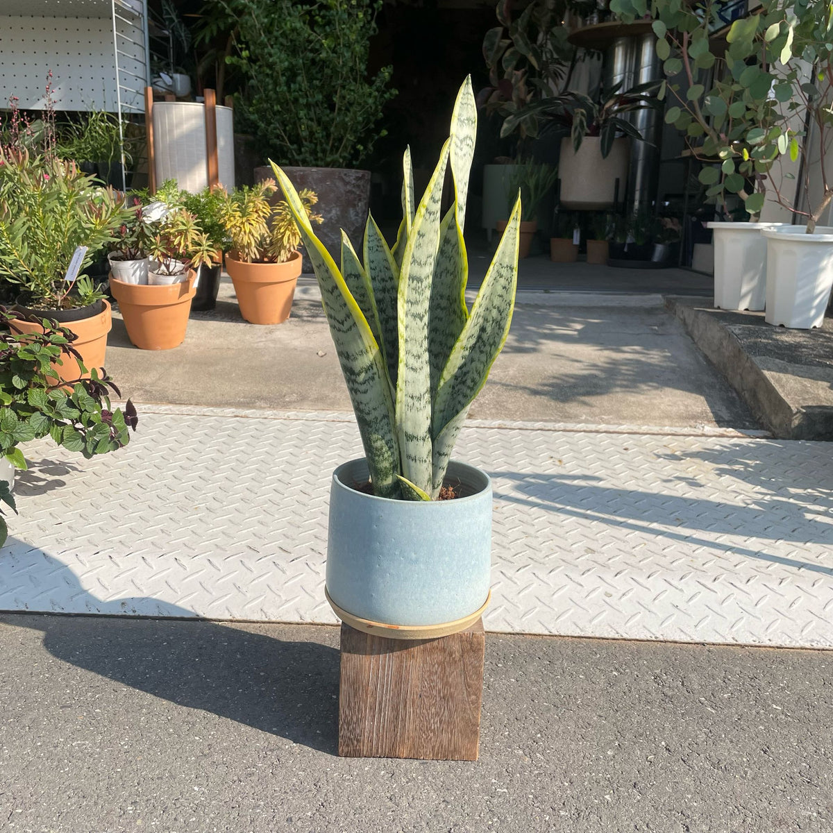 サンスベリア ペロッティ Sansevieria perrottetii 巨大サンスベリア サンスベリア ペロッティ ① Sansevieria