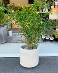 Shadow Planter シャドウプランター