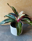 Calathea Stromanthe Triostar カラテア ストロマンテ トリオスター