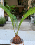Sago Cycas(Zamia)ザミア