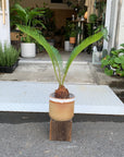 Sago Cycas(Zamia)ザミア