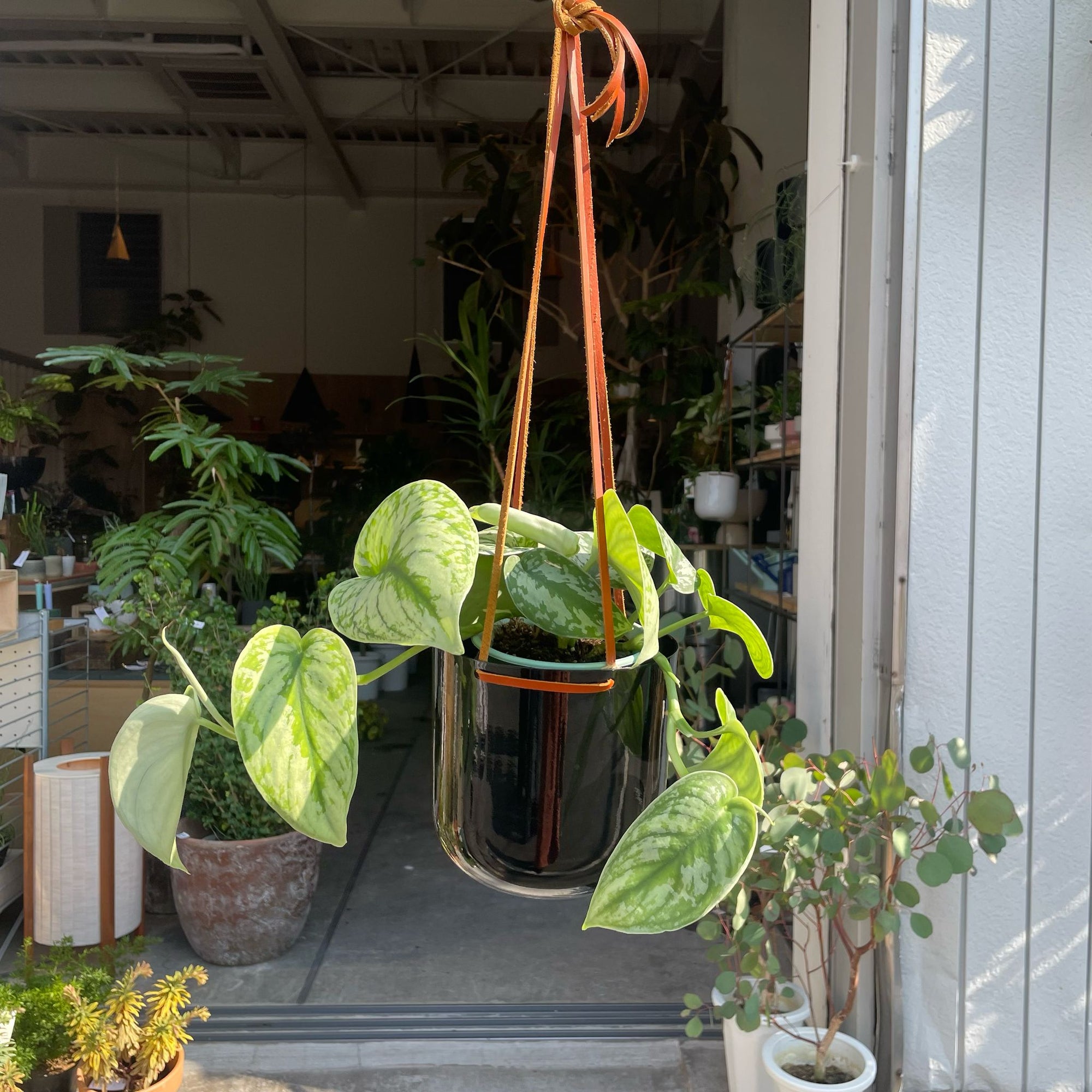 Satin Pothos スキンダプサス トレビー