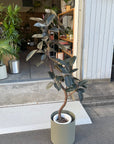 Rubber Plant (Ficus elastica 'Burgundy')フィカス バーガンディ