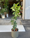 Ficus Audrey (Ficus benghalensis) フィカス ベンガレンシス