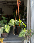 Satin Pothos スキンダプサス トレビー