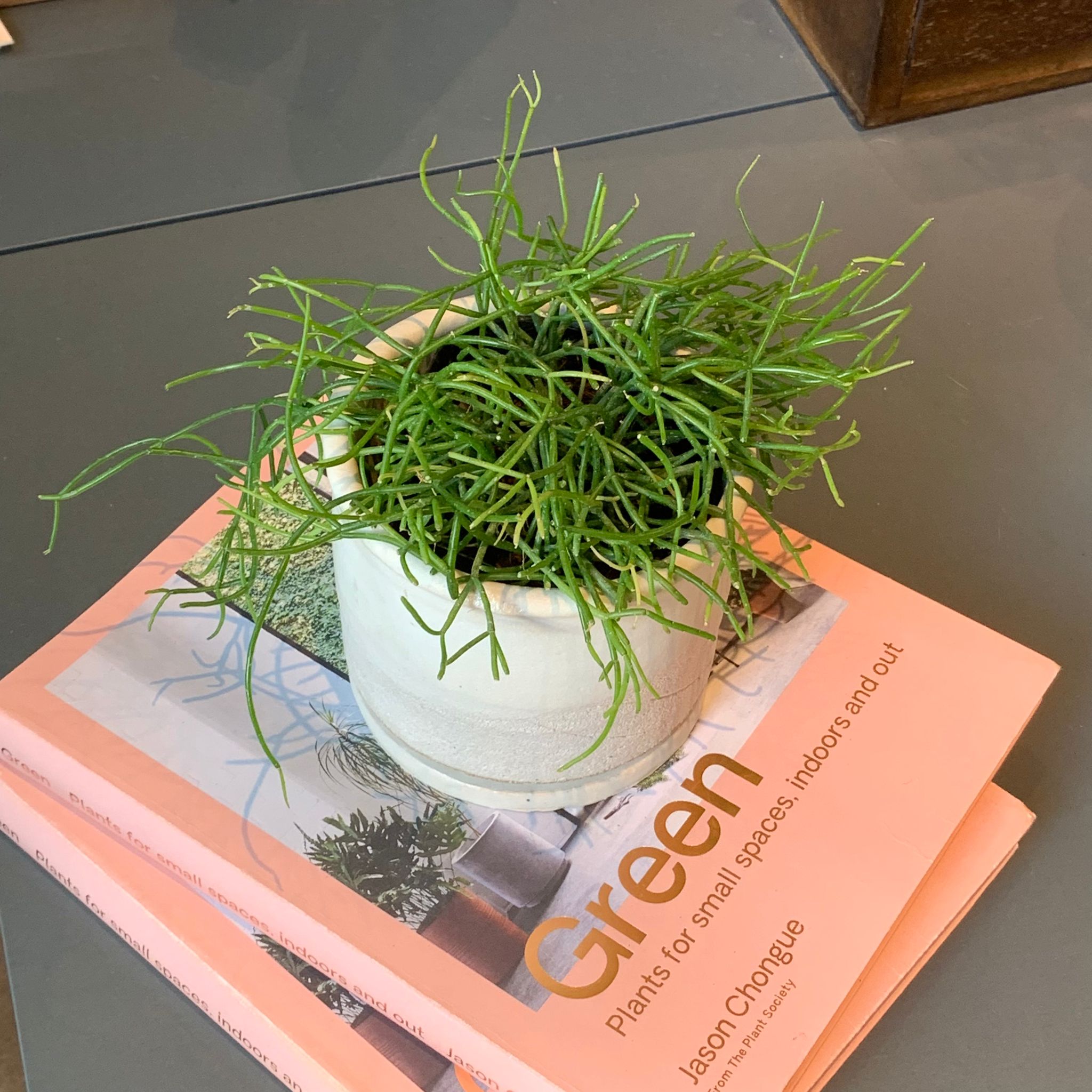 The_Plant_Society_771.jpg?v=