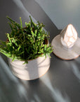 Rhipsalis  Prismatica リプサリス プリスマティカ