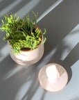Rhipsalis  Prismatica リプサリス プリスマティカ