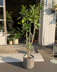Ficus Audrey (Ficus benghalensis) フィカス ベンガレンシス