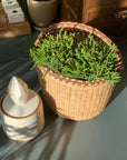 Rhipsalis  Prismatica リプサリス プリスマティカ