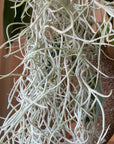 Tillandsia Usneoides (Spanish Moss) チランジア ウスネオイデス