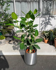 Ficus Audrey (Ficus benghalensis) フィカス ベンガレンシス