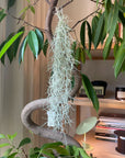 Tillandsia Usneoides (Spanish Moss) チランジア ウスネオイデス