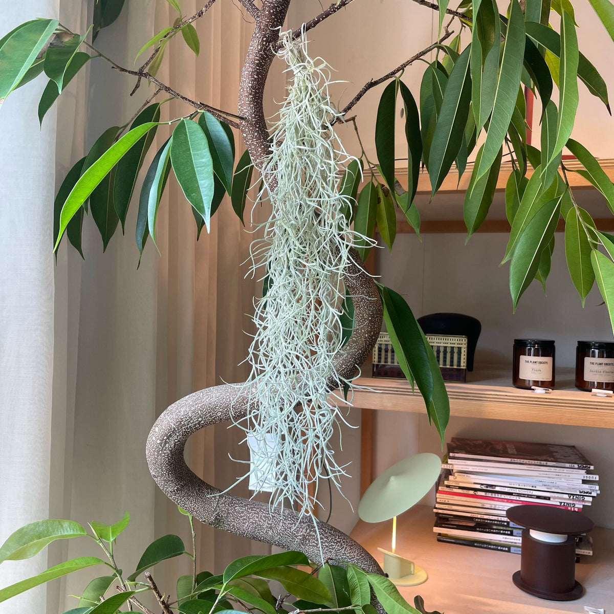 The_Plant_Society_78_1200x1200