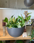 Marble Queen Pothos マーブルクイーンポトス