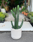 Consolea rubescens ウチワサボテン(スミエボシ)