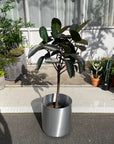 Rubber Plant (Ficus elastica 'Burgundy')フィカス バーガンディ