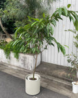 Ficus Amsterdam King(Ficus binnendykii) フィカス・アムステルダムキング