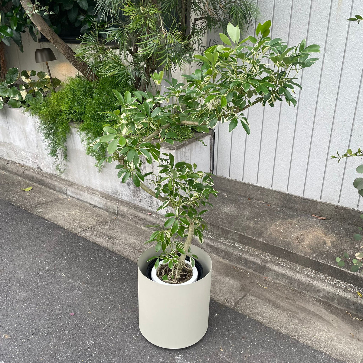 観葉植物　カポック白斑 Dwarf Umbrella Tree シェフレラ カポック 白斑入り I インドア