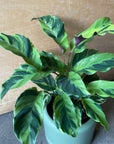 Calathea louisae ‘thai beauty カラテア タイビューティー