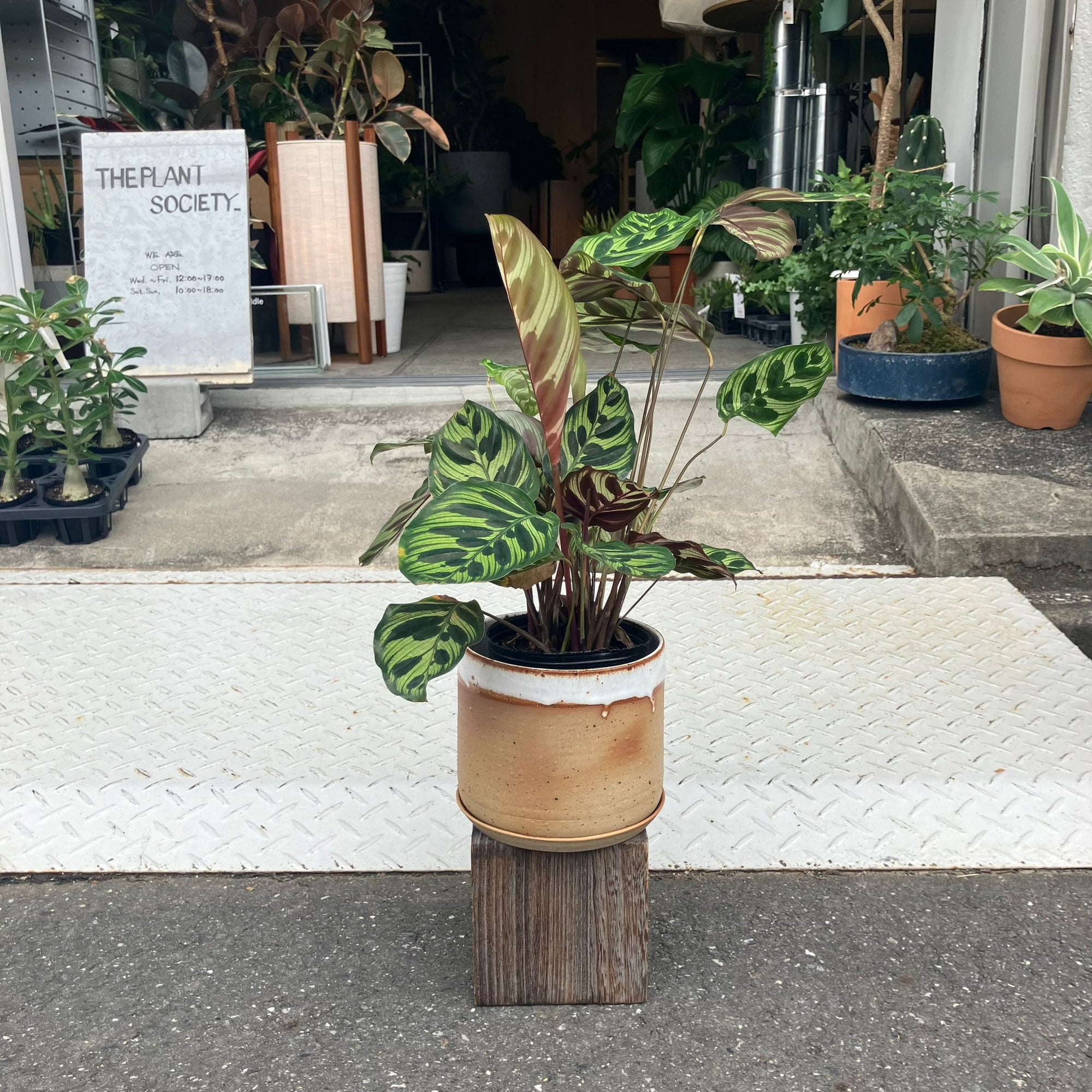 Calathea Jungle velvet  カラテア マコヤナ