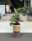 Calathea Jungle velvet カラテア マコヤナ