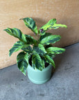 Calathea louisae ‘thai beauty カラテア タイビューティー