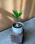 Zamia Floridana ザミア フロリダーナ