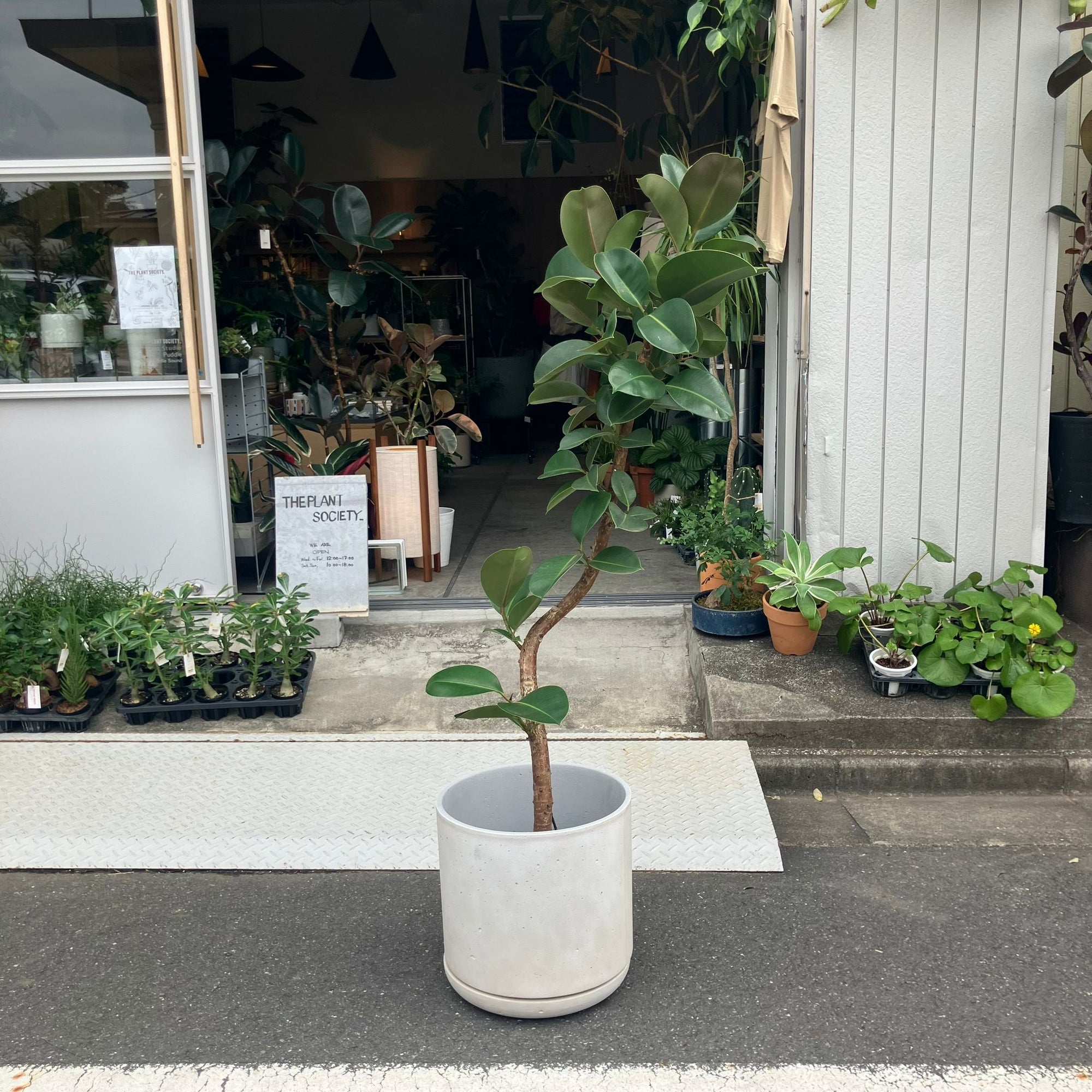 Ficus Sofia フィカス ソフィア