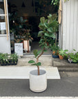 Ficus Sofia フィカス ソフィア