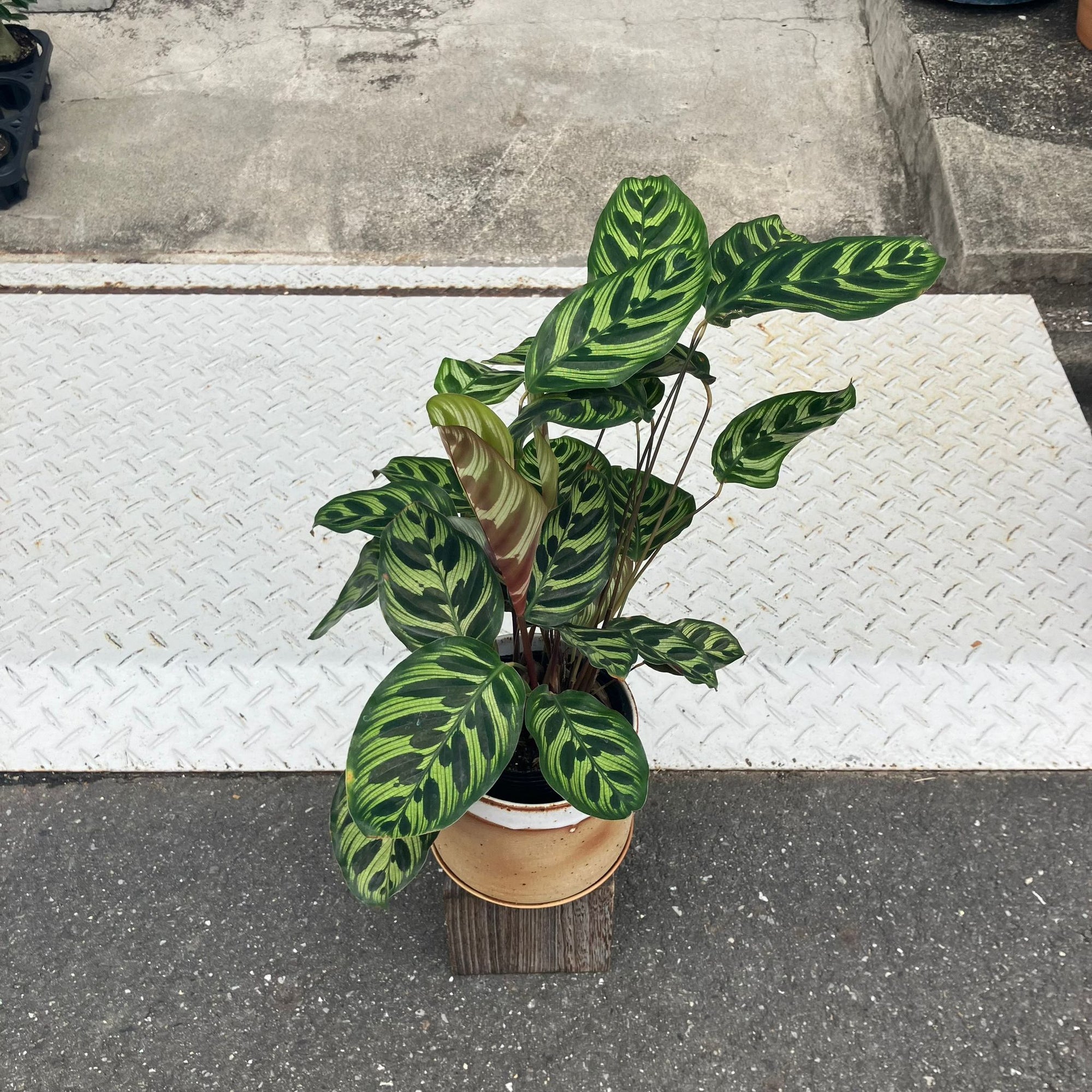 Calathea Jungle velvet  カラテア マコヤナ