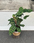 Calathea Jungle velvet カラテア マコヤナ