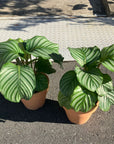 Peacock Plant (Calathea Orbifolia) カラテア オルビフォリア