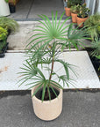 Lady Palm シュロ竹