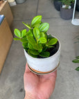 Peperomia Fairy ペペロミア ・フェアリー