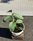 Philodendron 'Silver metal' フィロデンドロン シルバーメタル