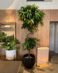 Ficus Amsterdam King(Ficus binnendykii) フィカス・アムステルダムキング