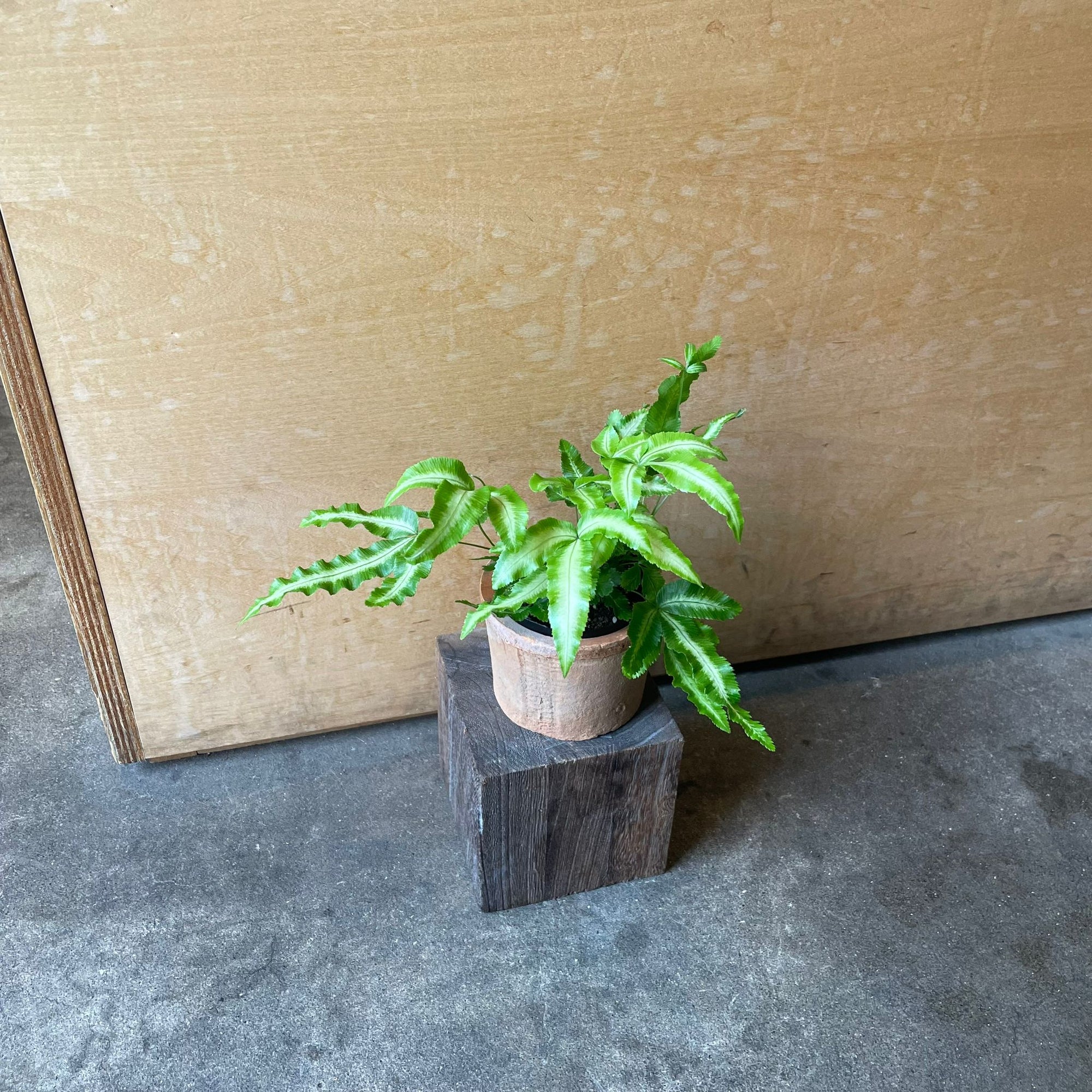 Brake fern プテリス アルボリネアータ