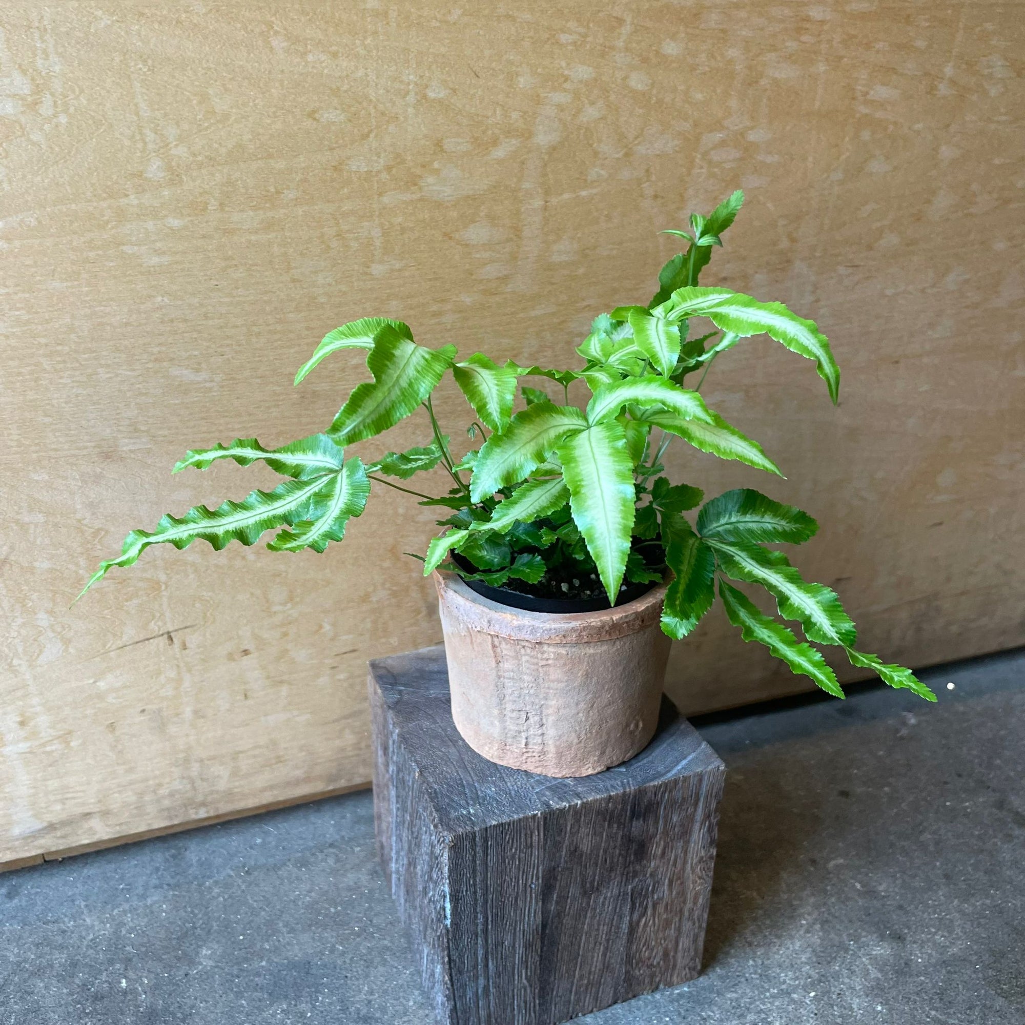 Brake fern プテリス アルボリネアータ