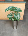 Caladium Assorted カラジウム アソート